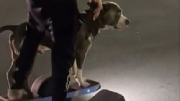 Pas koji vozi skejtbord postao hit: Video ima gotovo 60 miliona pregleda