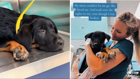 Doveli štene kod veterinara da ga uspavaju, ali medicinska sestra je imala drugi plan