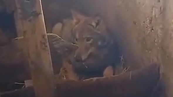 Čudo kod Žabljaka: Vuk satima ležao pored teladi u štali