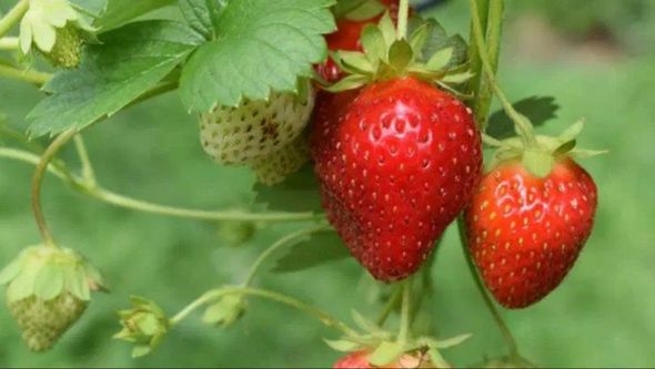 Španske jagode među najčišćima u Evropi: Istraživanje pokazalo nizak nivo pesticida