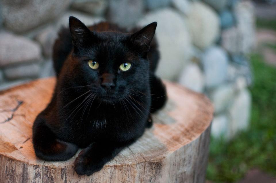 Niko ne želi udomiti crne mačke jer nisu fotogenične