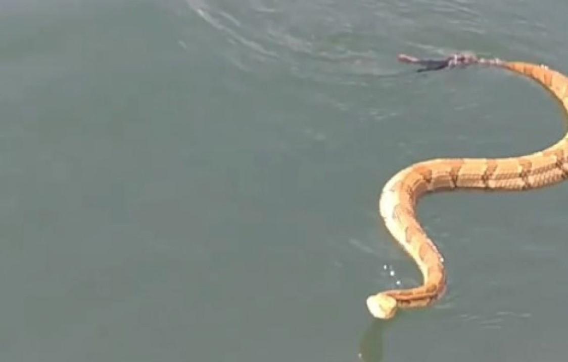 Nevjerovatan prizor: Otrovna zmija plivala jezerom i popela se na porodični čamac