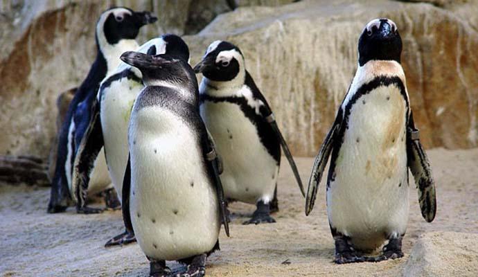 Pingvini - Avaz