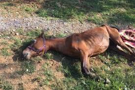 Prije dvije godine na porodičnom imanju pronađen mrtav konj - Avaz