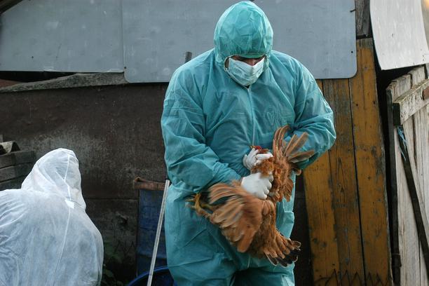Ptičja gripa potvrđena kod uginulih pelikana - Avaz