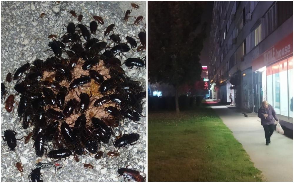 Užasan prizor u Sarajevu: Najezda žohara, građani šokirani