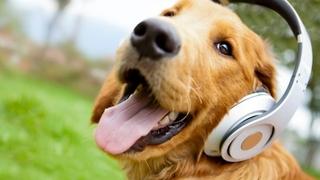 Nova istraživanja imaju interesantne odgovore: Kako muzika utječe na pse