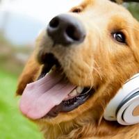 Nova istraživanja imaju interesantne odgovore: Kako muzika utječe na pse