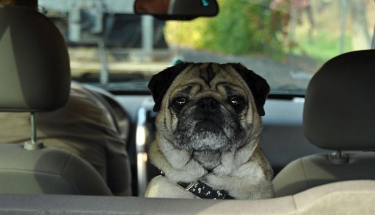 Ostavite li vašeg psa u automobilu, već nakon 15 minuta može uginuti
