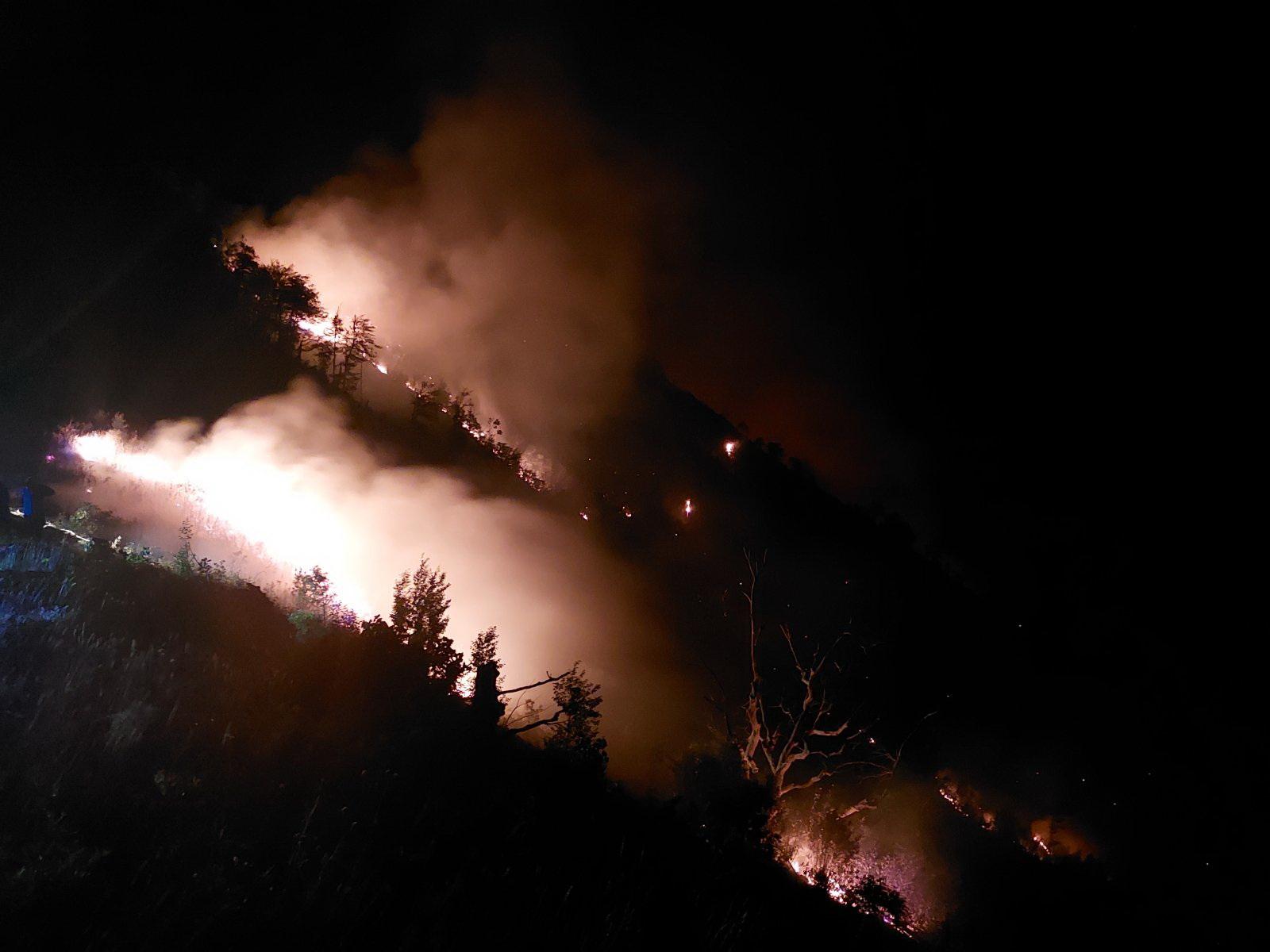 Vatrom zahvaćeno 150 hektara borove šume - Avaz