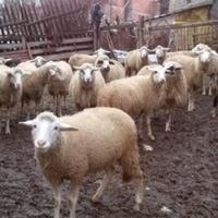 Otac i sin kod Olova ubili dva psa koji su im napali ovce: Sada su optuženi