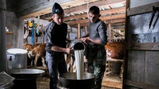 Hvale vrijedan, ali još nedovoljan: Zabilježen rast proizvodnje mlijeka u BiH