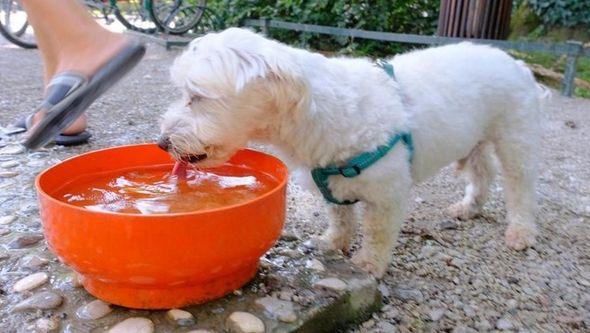 pas pije vodu - Avaz