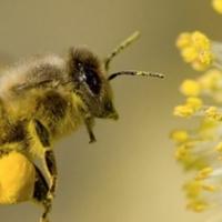 Robot oprašuje biljke umjesto pčela
