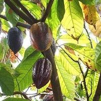 Hoćemo li ostati bez čokolade: Zastrašujući virus uništava kakao