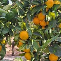 Zabranjen uvoz mandarina iz Hrvatske