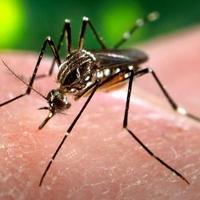 Na Jadranu napadaju ogromni komarci, stručnjak sumnja na atipičnu vrstu: "Ne zuje, a ostavljaju bolne plikove"