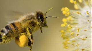 Robot oprašuje biljke umjesto pčela