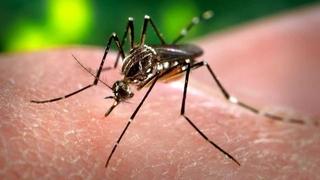 Na Jadranu napadaju ogromni komarci, stručnjak sumnja na atipičnu vrstu: "Ne zuje, a ostavljaju bolne plikove"
