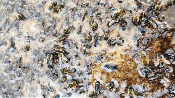 Pomor pčela u Mostaru - Avaz