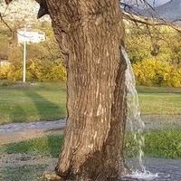 Prirodni fenomen u Crnoj Gori: Voda izvire iz stabla, kako je to moguće